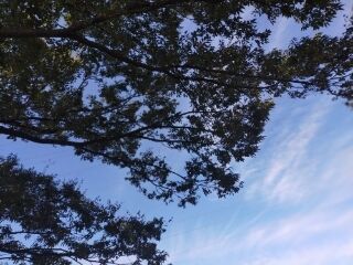 ほんといいお天気です