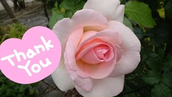 ありがとうございます