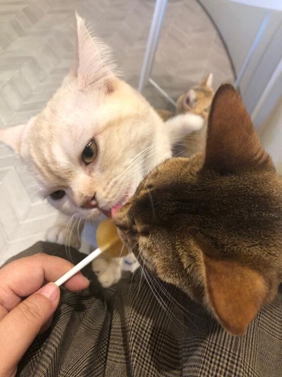 おやすみ&#x301C;