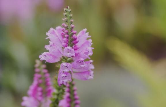 [お題]from:レモンパイさん