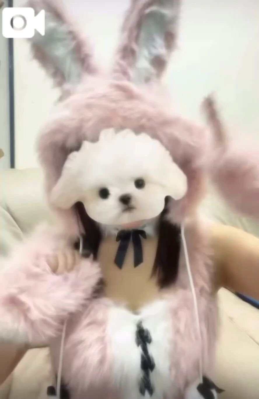 うさぎさんでTikTok&#9833;