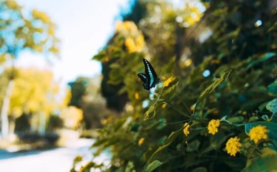 芥川龍之介も書いてるし