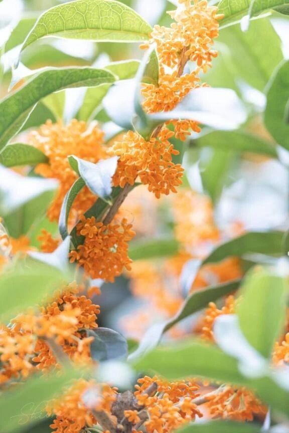 香りがするとその姿を探してしまう