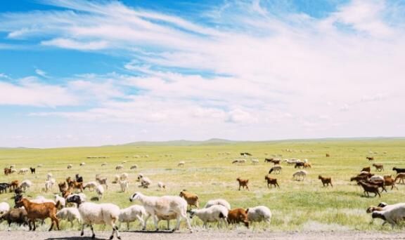 カーウォッシュ