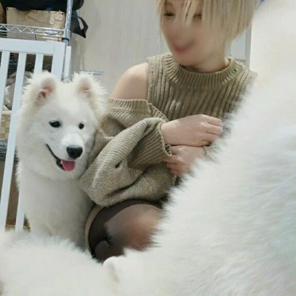 わんわんの日