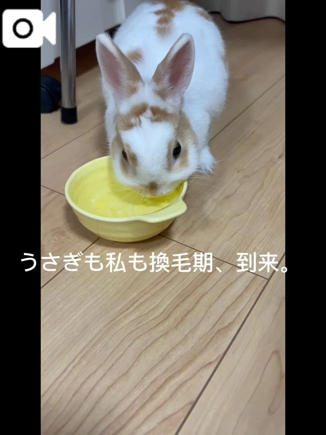 &#128048;抜け毛シーズン、開幕のお知らせ&#128048;
