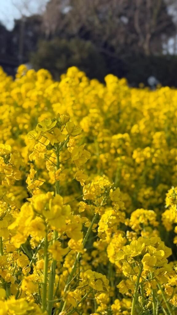 ってはなしをきいて初恋のエピソード