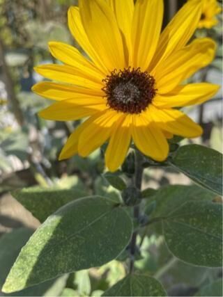 有難うございました