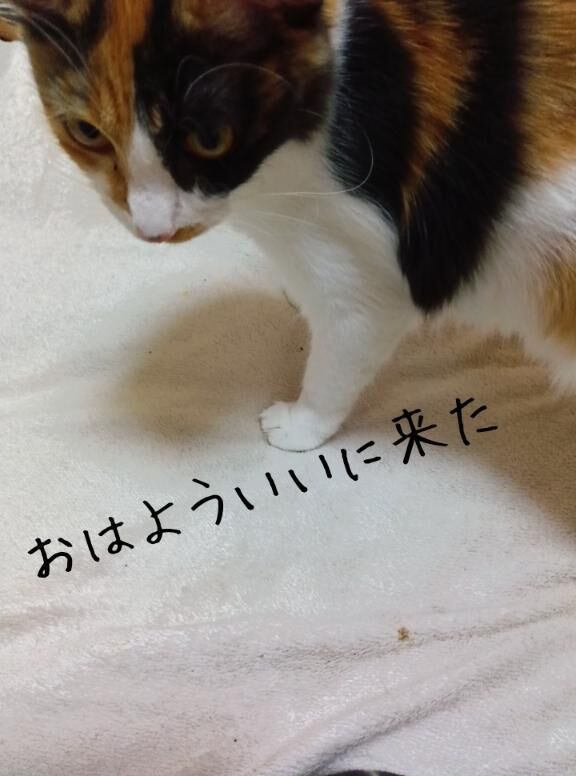 おはようございます