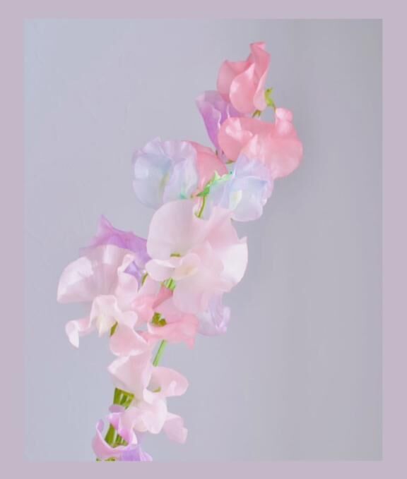 ありがとうございます &#9825;´-