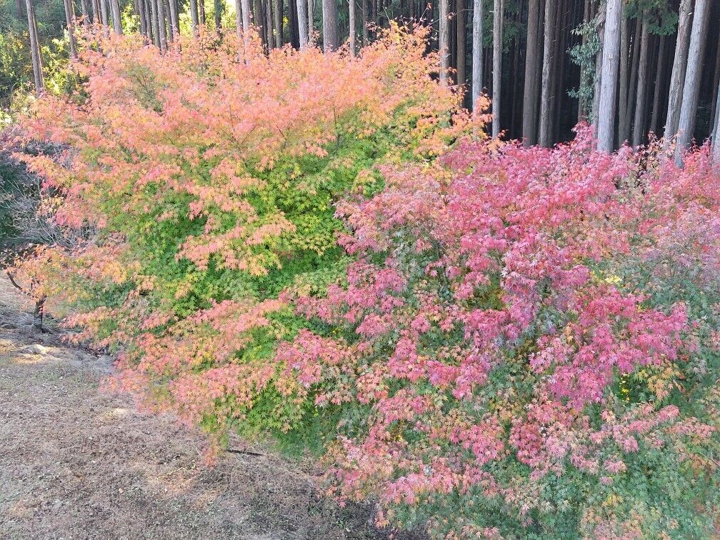 4日(火)　15時50分　♡様