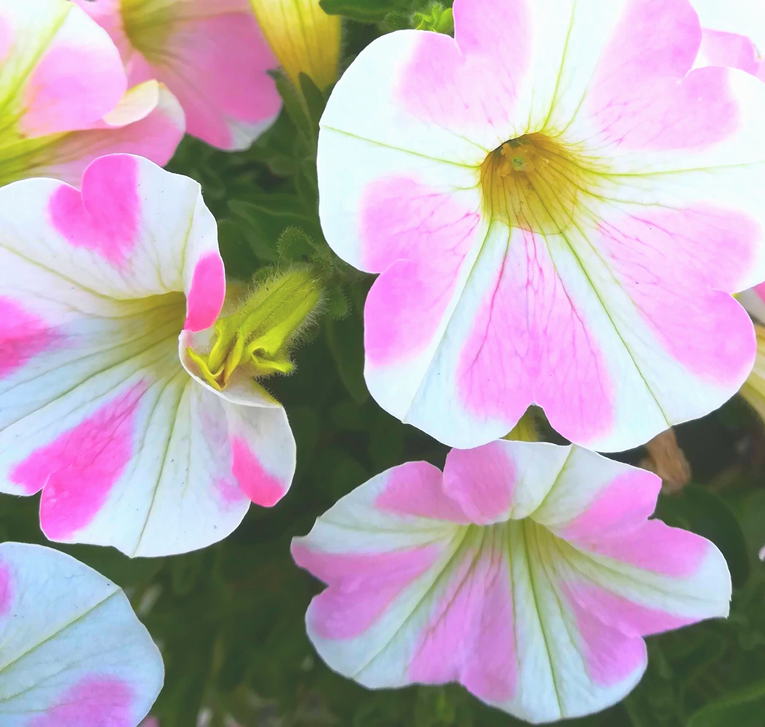 おはよう御座います