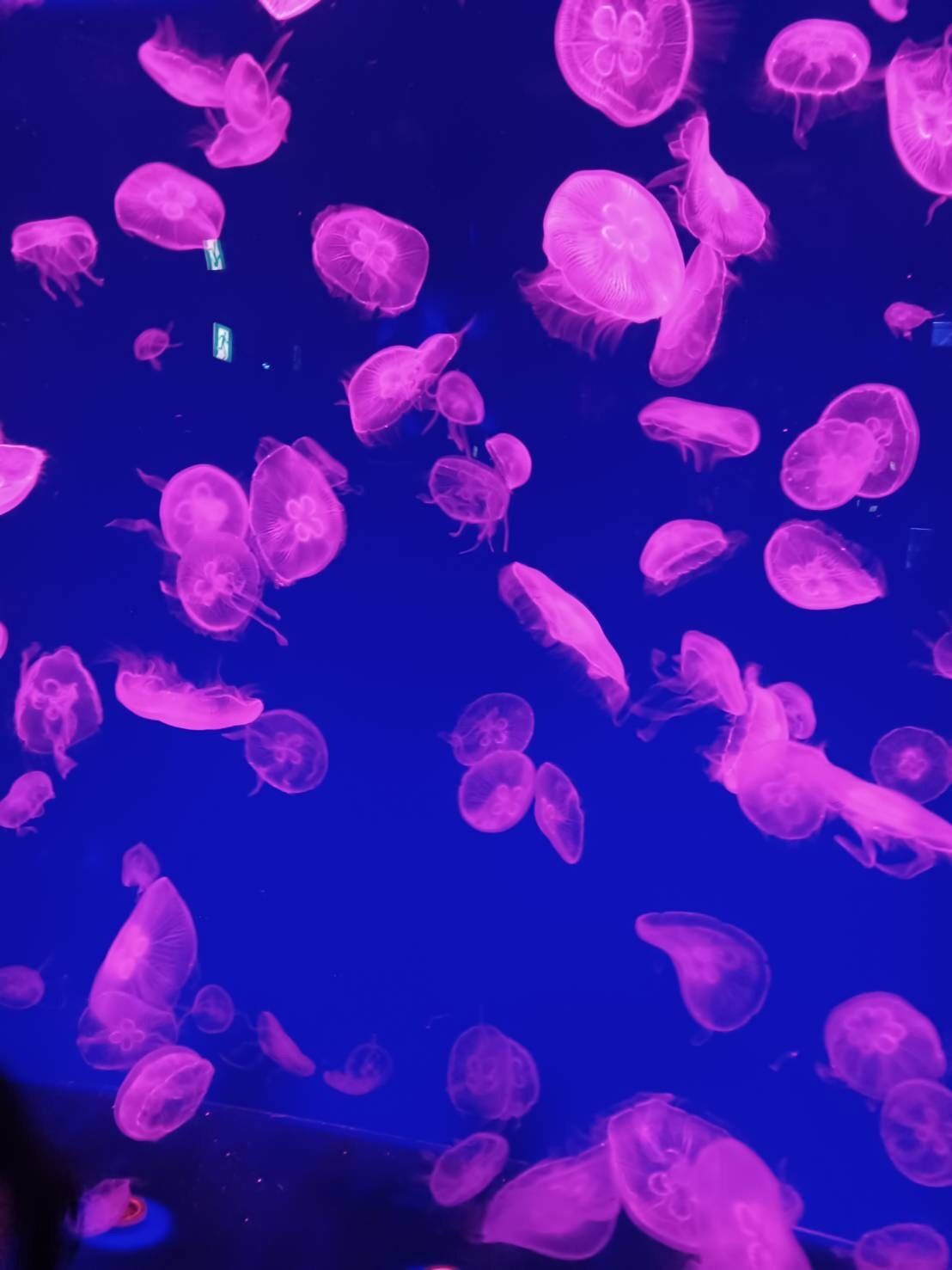 &#11804;(* &#2385;&#42163;&circ;* )&#8902;*☆ﾔﾎｯ  来てね&#10038;&#8902;.&#730;