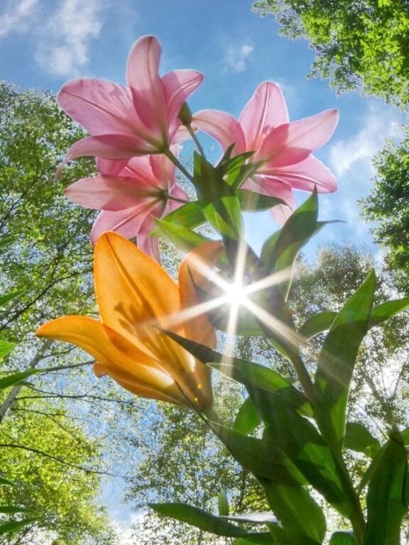 復活したよ(*˙︶˙*)ﾉﾞ