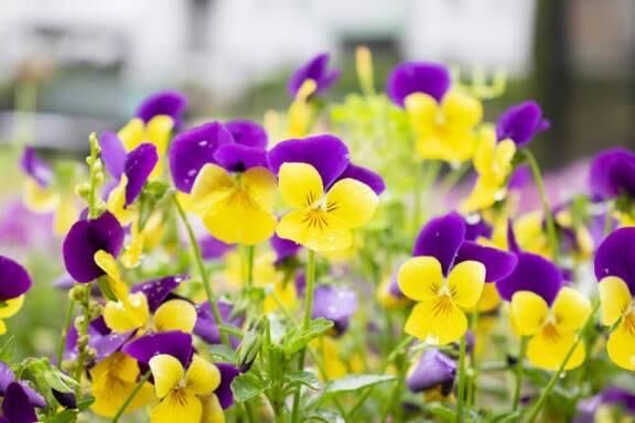 おはようございます