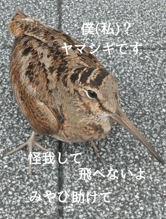 怪我したヤマシギ
