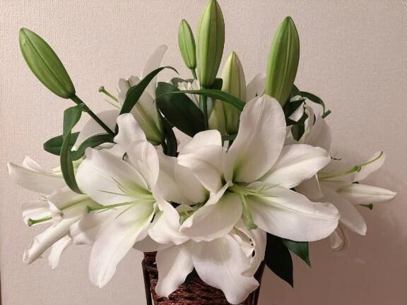 ヾ(･ω･｀)ﾉ　ﾊﾛｰ♪