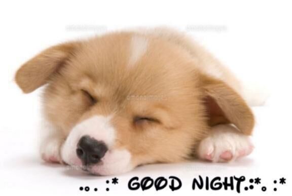 ＊おやすみなさい＊