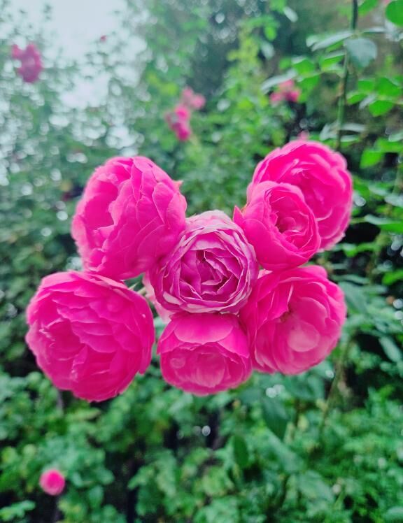 &#129655;&#129655;&#129655;&#129655;&#129655;