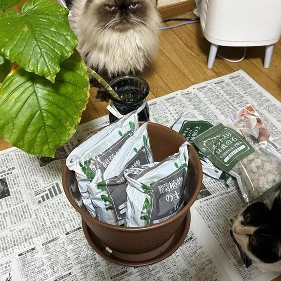 ウンベラータさん･･え替え