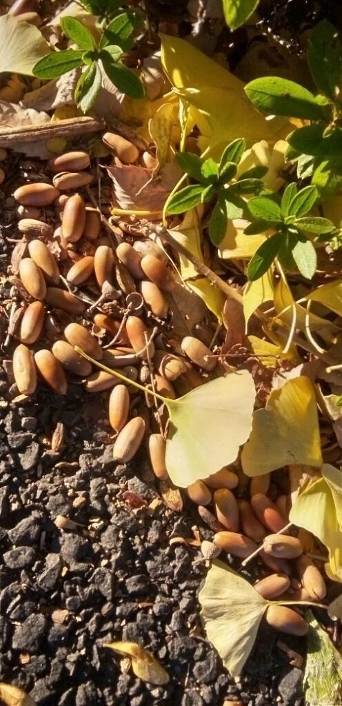 おはようございます