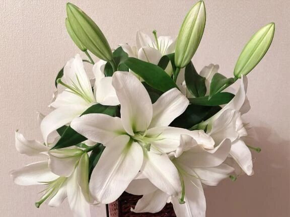 ヾ(･ω･｀)ﾉ　ﾊﾛｰ♪