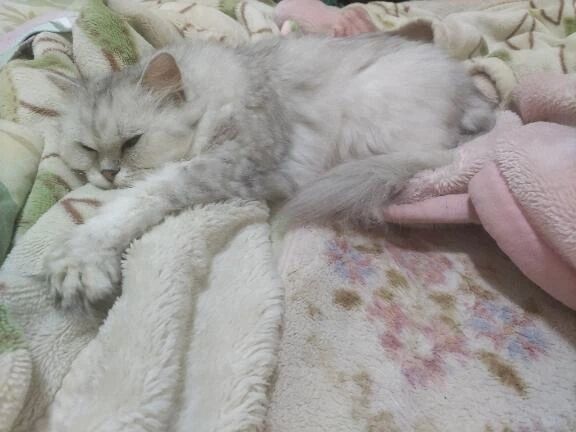 おやすみなさい。