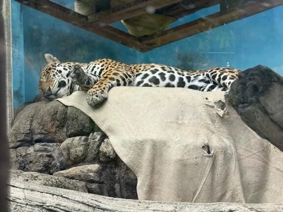 またあした〜辰