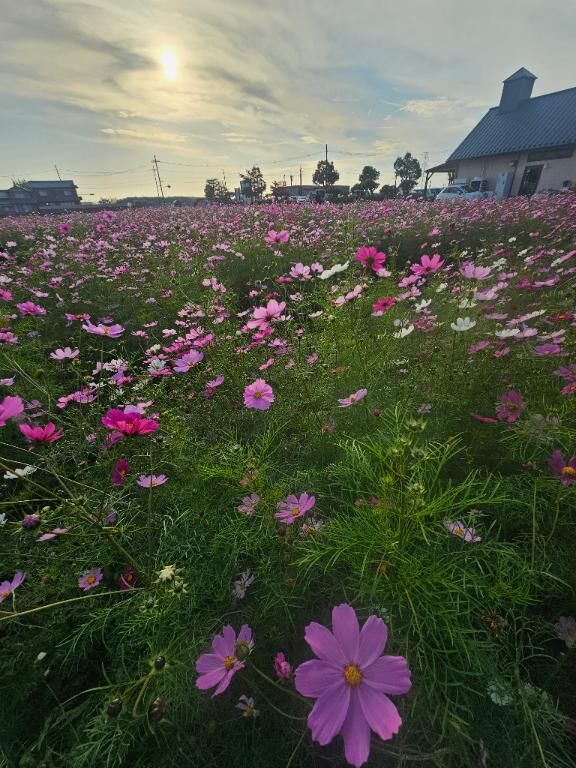 コスモス畑〜♪