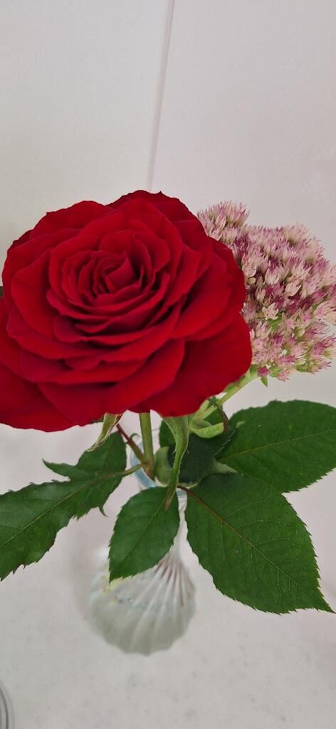 白はダメ&#9825;(苦笑)