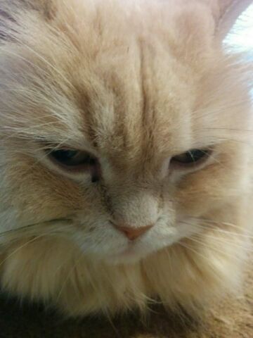 急遽なお知らせです(;_;)