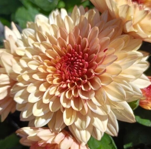 ありがとう