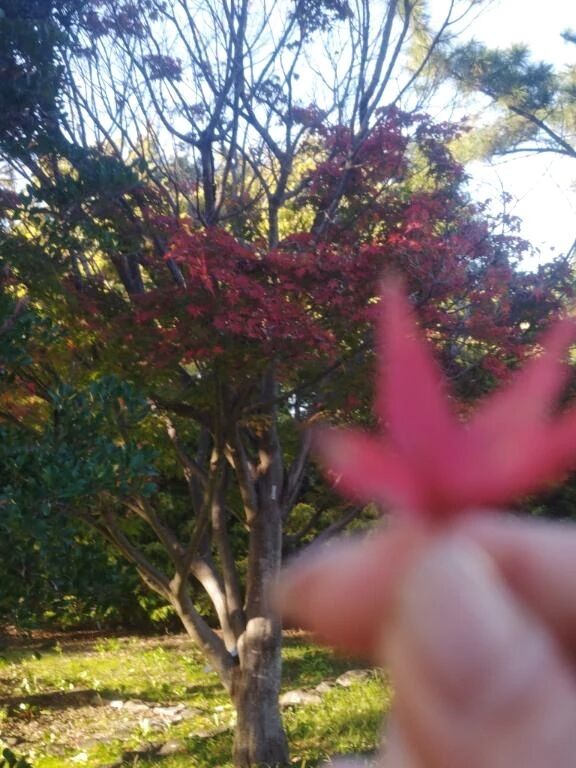 そろそろ紅葉も🍁