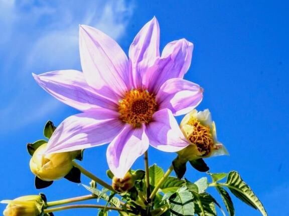 １２時半枠　　sivuちゃん様