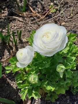 １１日火曜　Ｍ様　Love letter