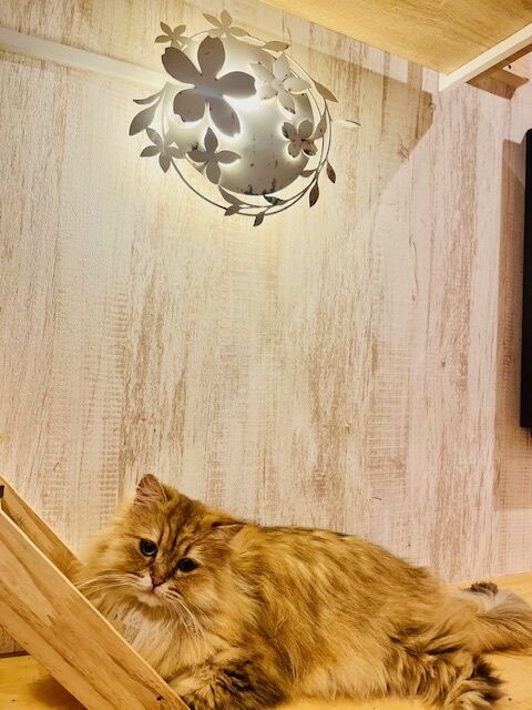 おやすみなさい