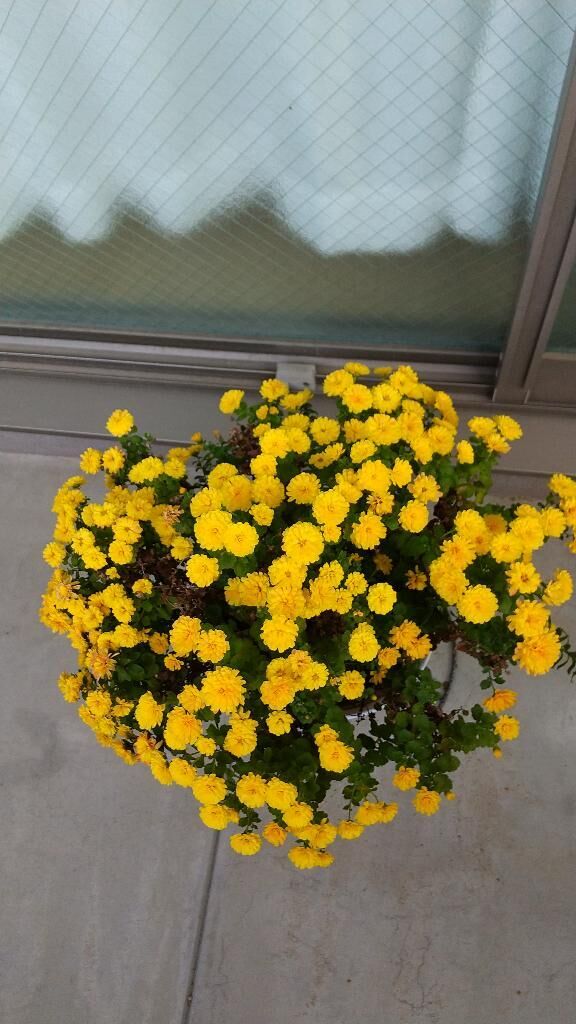 [お題]from:columbooさん