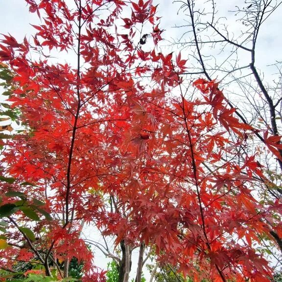 紅葉をお届けでーす♪