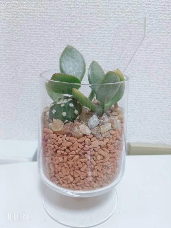 &lrm;懶寄せ植えはかわいい