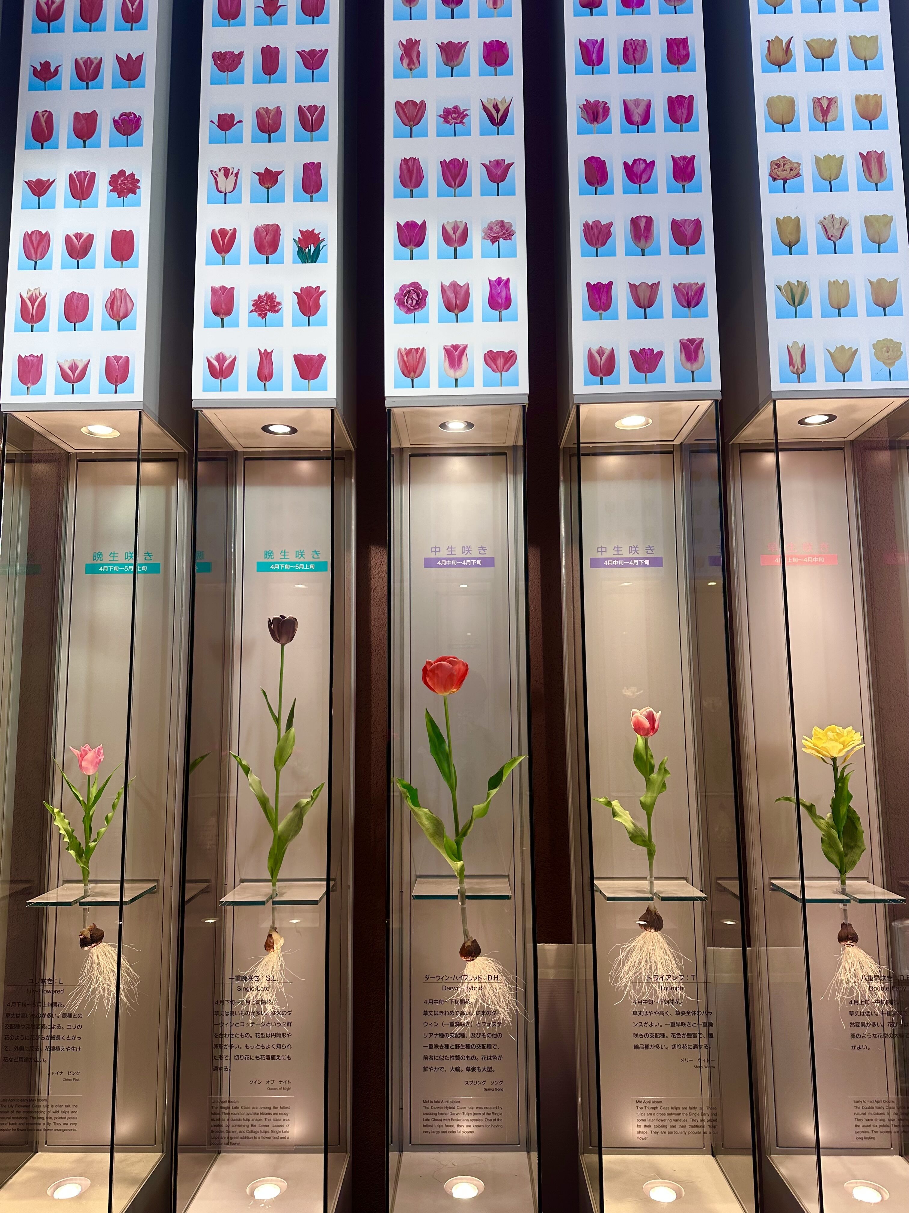 チューリップ四季彩館