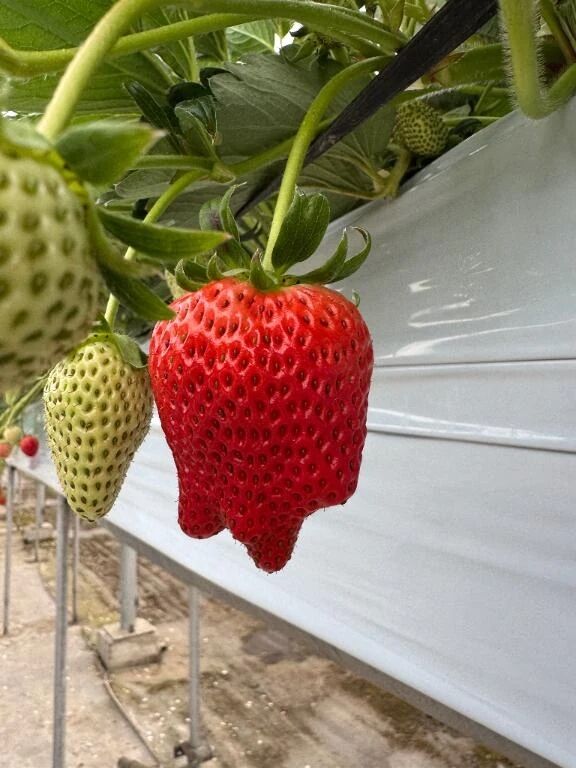 ついにきたー！！