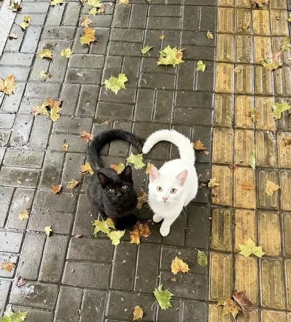 ありがとまる