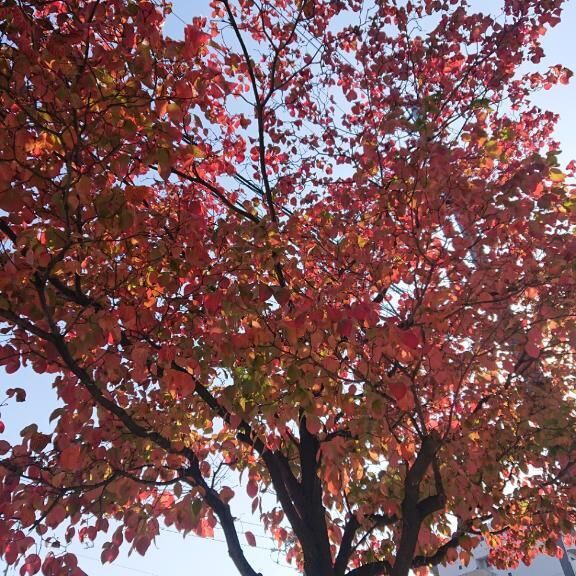 おはようございます