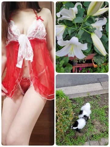 百合の季節なんですね&#9825;