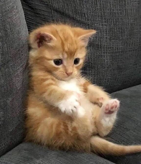 溶け溶けやないか