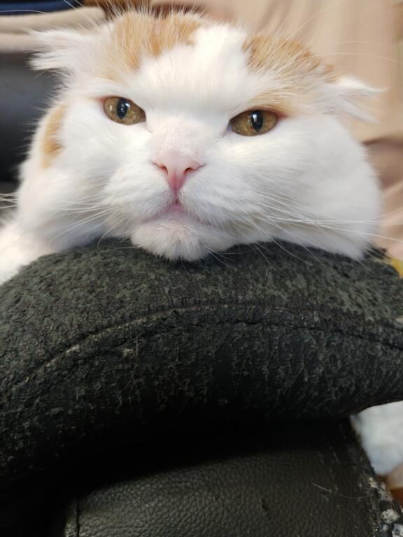 おはまる｡♡ω♡)ﾉ