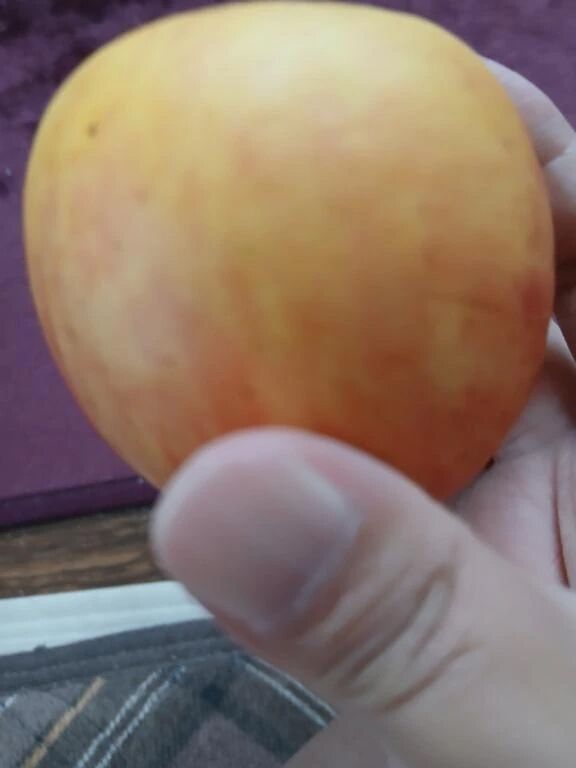 [お題]一番好きな野菜は？に回答♪