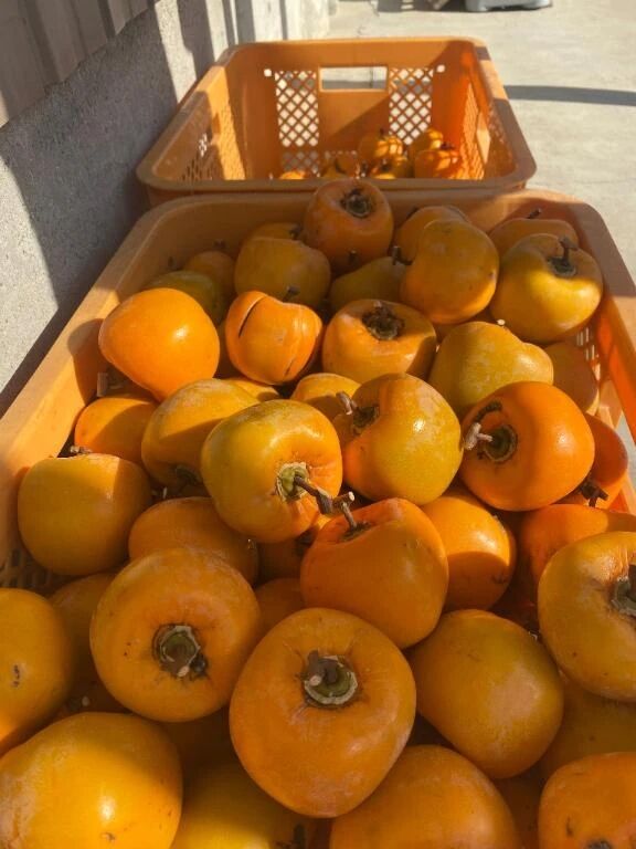 こんにちはっ(*´&#42163;`*)