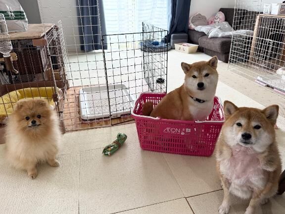 今日の　わんこ