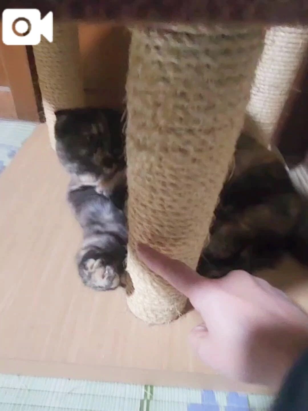 にゃんこのケガ️